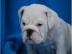 extrem sch�ne typvolle engl.  Bulldoggen