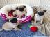 Liebevoller Teacup-Mops verf?gbar