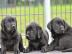S��e Labradorwelpen aus HD-ED-PL- und ge