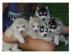 Wir haben Siberian Husky Welpen