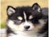 Pomsky Welpen zur Adoption