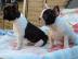 sch�n Franz�sische Bulldoggen-Babys