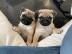 Mops Welpen WhatsApp +34631013227