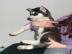 Wundersch�ne reinrassige Siberian Husky