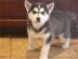 S��e Siberian Husky Welpen