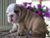 Wundersch�ne Englische Bulldogge Welpen