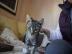 Reinrassige Katzen mit Papieren