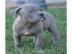 American pitbull welpen 11 wochen alt