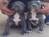 American pitbull welpen 12 wochen alt