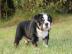 Sch?ne Englische Bulldoggenwelpen