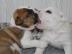 Reinrassige Englische Bulldogge !!!