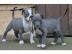 Pitbull Welpen (2m�nnchen / 3weibchen),