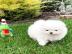 🐾 Zwergspitz-Welpen (Pomeranian) 