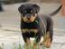 ADRK Rottweilerwelpen abzugeben whatsap