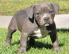 American Staffordshire Welpen Blue-Line