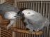 Graupapagei zur Adoption . . . . . 