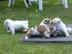 Adorable English Bulldog Welpen zum Verk