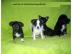 Wundersch�ner Lh Chihuahua Welpe