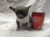 Reizende Tasse Tee Chihuahua Welpen