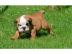 Englisch Bulldogwelpen zuverk. 