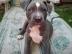 American Staffordshire Terrier Welpen