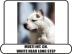 American Staffordshire Terrier aus TOP V