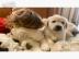 Golden Retriever Welpen