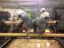 Afrikanischen grauen Baby Papageien