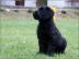 Briard Falfarbe und schwarze Welpen