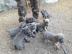 Cane Corso Welpen 12 Wochen alt