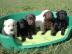 Labrador Welpen in allen farben