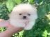 Jovial Teacup Pomeranian Pups Verf?gbar