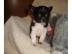 Entz�ckende Chihuahua Welpen,langhaar . . 