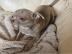 s??e liebende Chihuahua zur Adoption