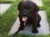 LABRADOR WELPEN
