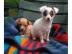 Top-Qualit�tChihuahua Welpen