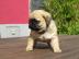Mops WELPEN
