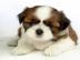 KOSTENLOS Shih-tzu welpen fur dein Zuhau