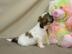 Super S��e Shih Tzu Welpen ab Anfang Apr