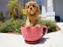 Wundersch�ne Cavalier King Charles Spani