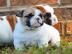 Old englisch Bulldoggen Welpen