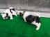 Shih Tzu Welpen