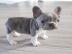 Reinrassige Franz?sische Bulldogge Welpe