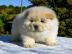 Chow Chow Welpen VDH/FCI
