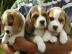 Wundersch�ne Beagle Welpen mit Papieren