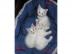 Wei�e u.  s/w verschmuste Maine Coon Baby