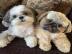 S??e Shih-Tzu whatsapp:+49 1631002935