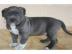 niedlichen pitbull Welpen