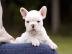 Franz�sische Bulldogge Welpen Blue /Blau