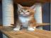 Wundersch�ne Maine-Coon-Katzen abzugeben